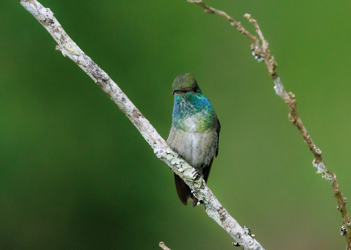 tupikolibri (versicolor gr.) - ML615302346