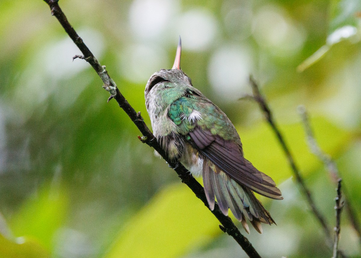 tupikolibri (versicolor gr.) - ML615302361