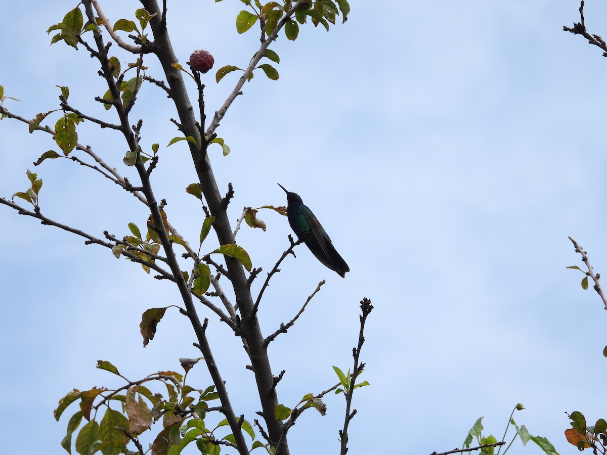 Colibrí Rutilante - ML615302379