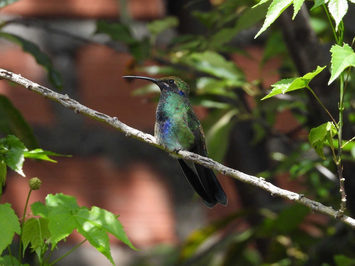 Colibrí Rutilante - ML615302380