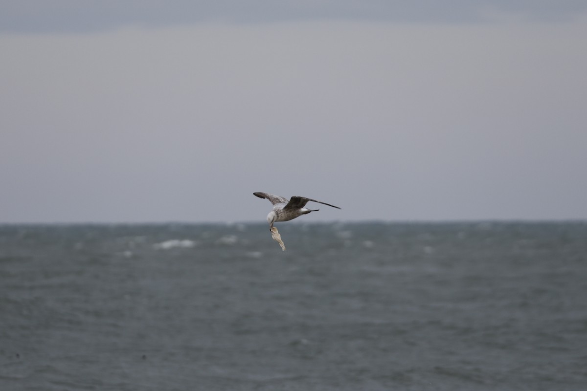 Herring Gull - ML615302427