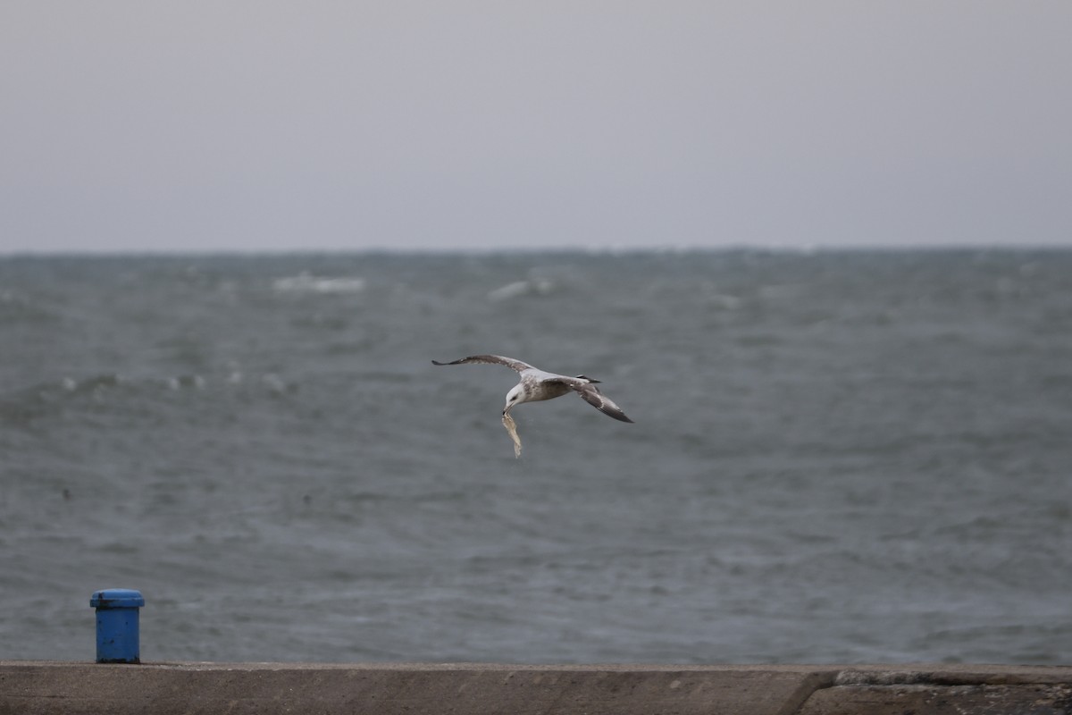 Herring Gull - ML615302432