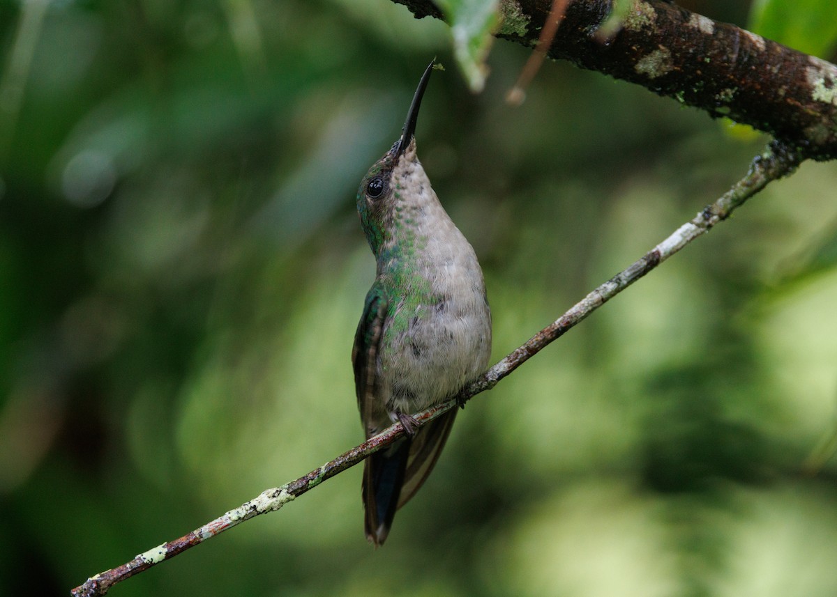 Violet-capped Woodnymph - Silvia Faustino Linhares