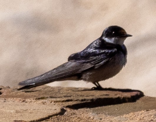 White-throated Swallow - ML615302448