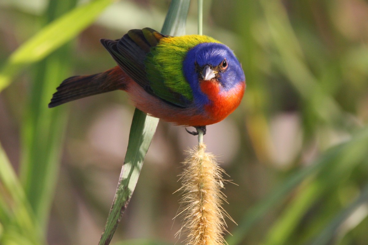 Painted Bunting - ML615302468