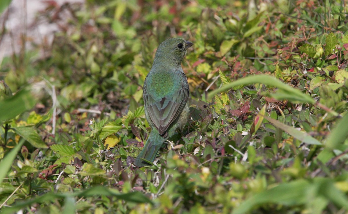 Painted Bunting - ML615302469