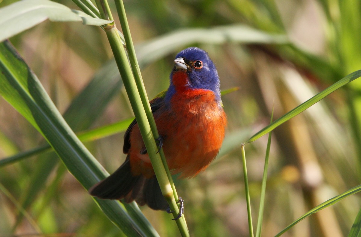 Painted Bunting - ML615302470