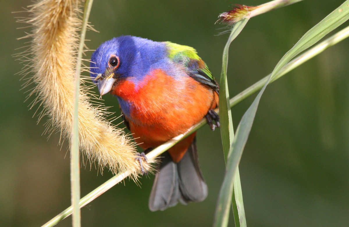 Painted Bunting - ML615302471