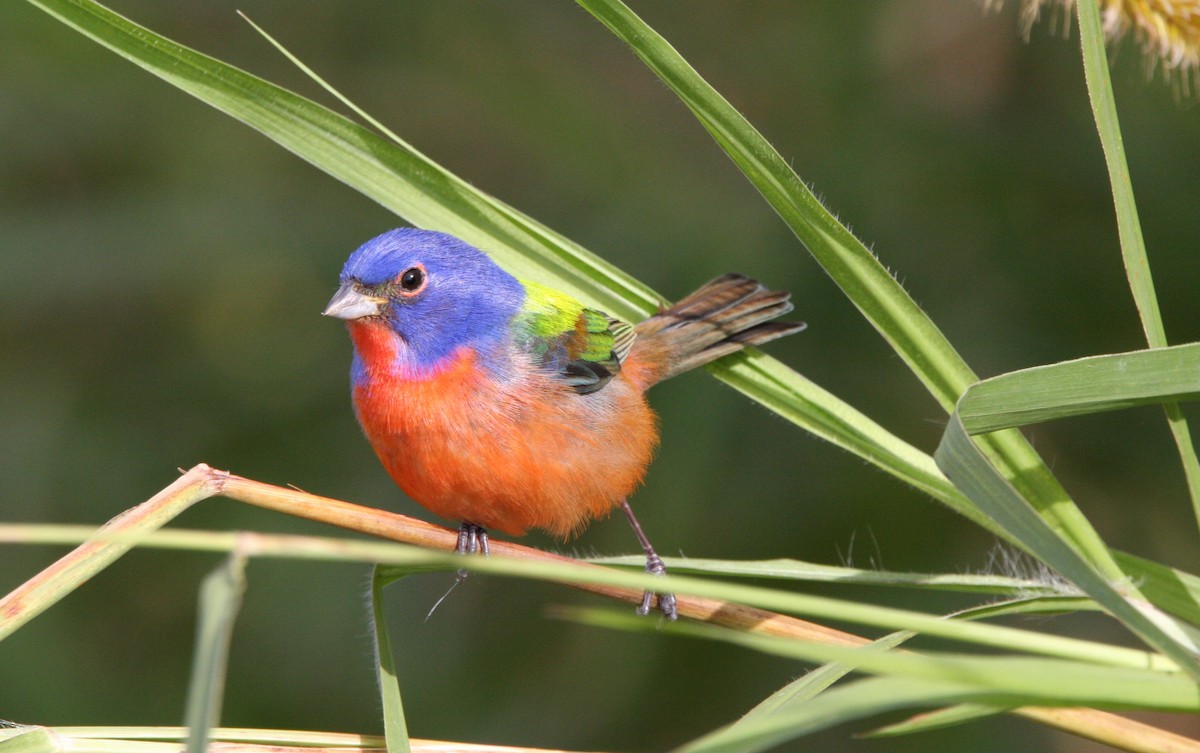 Painted Bunting - ML615302473