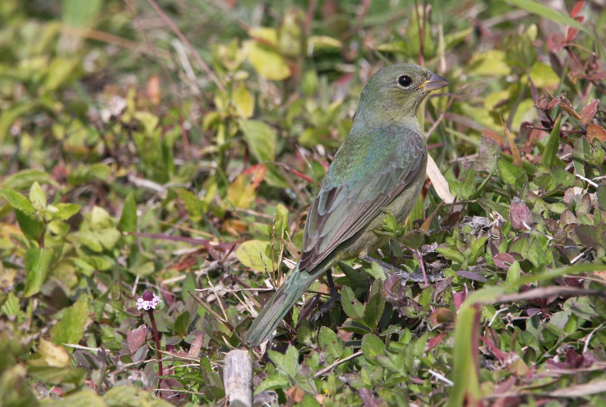 Painted Bunting - ML615302475