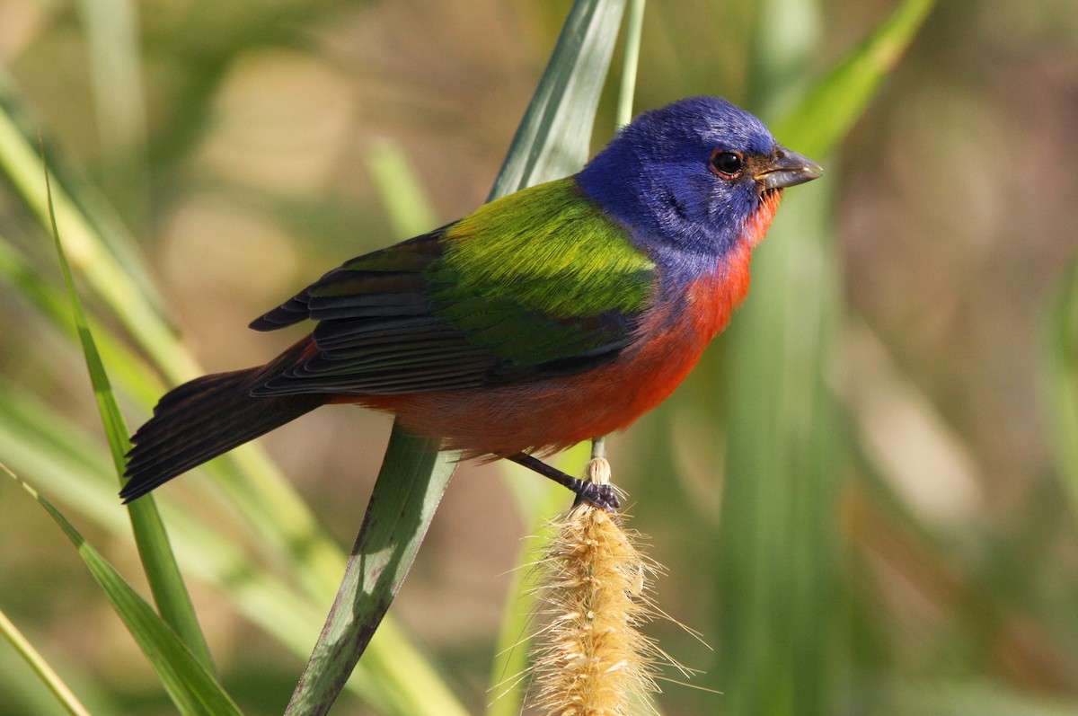 Painted Bunting - ML615302476