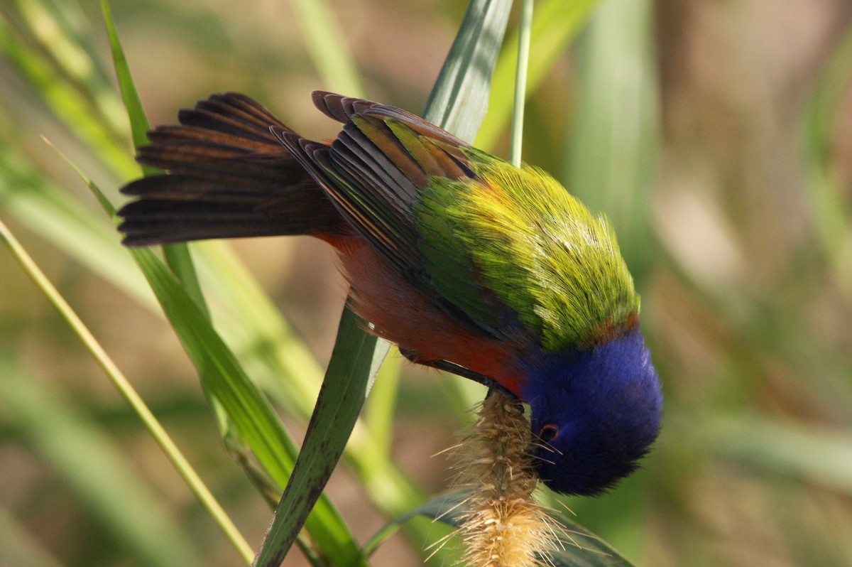 Painted Bunting - ML615302477