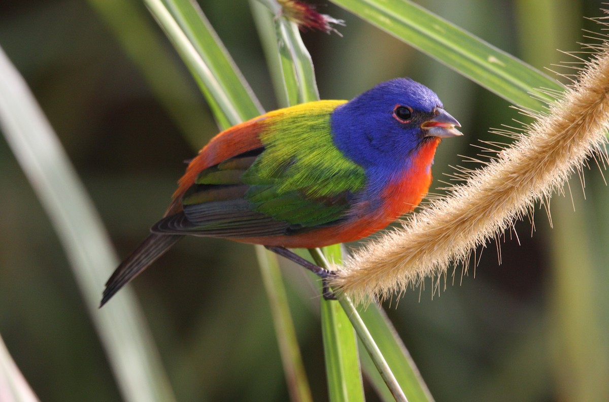 Painted Bunting - ML615302478