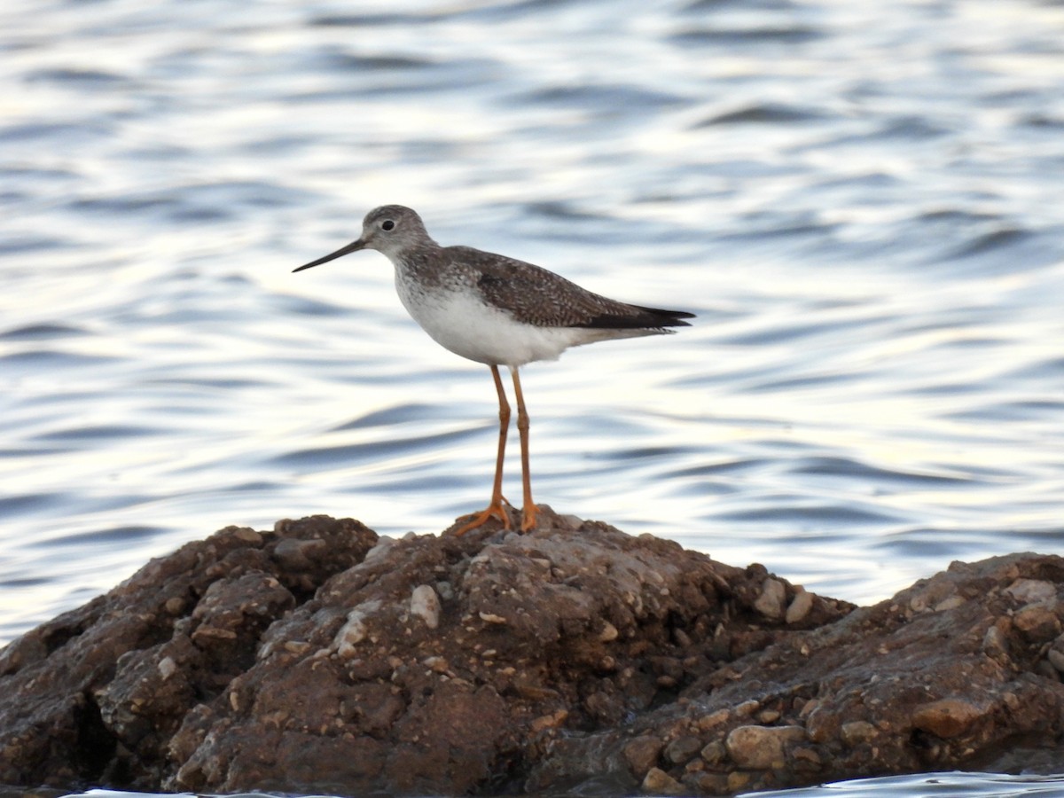 Greater Yellowlegs - ML615302480