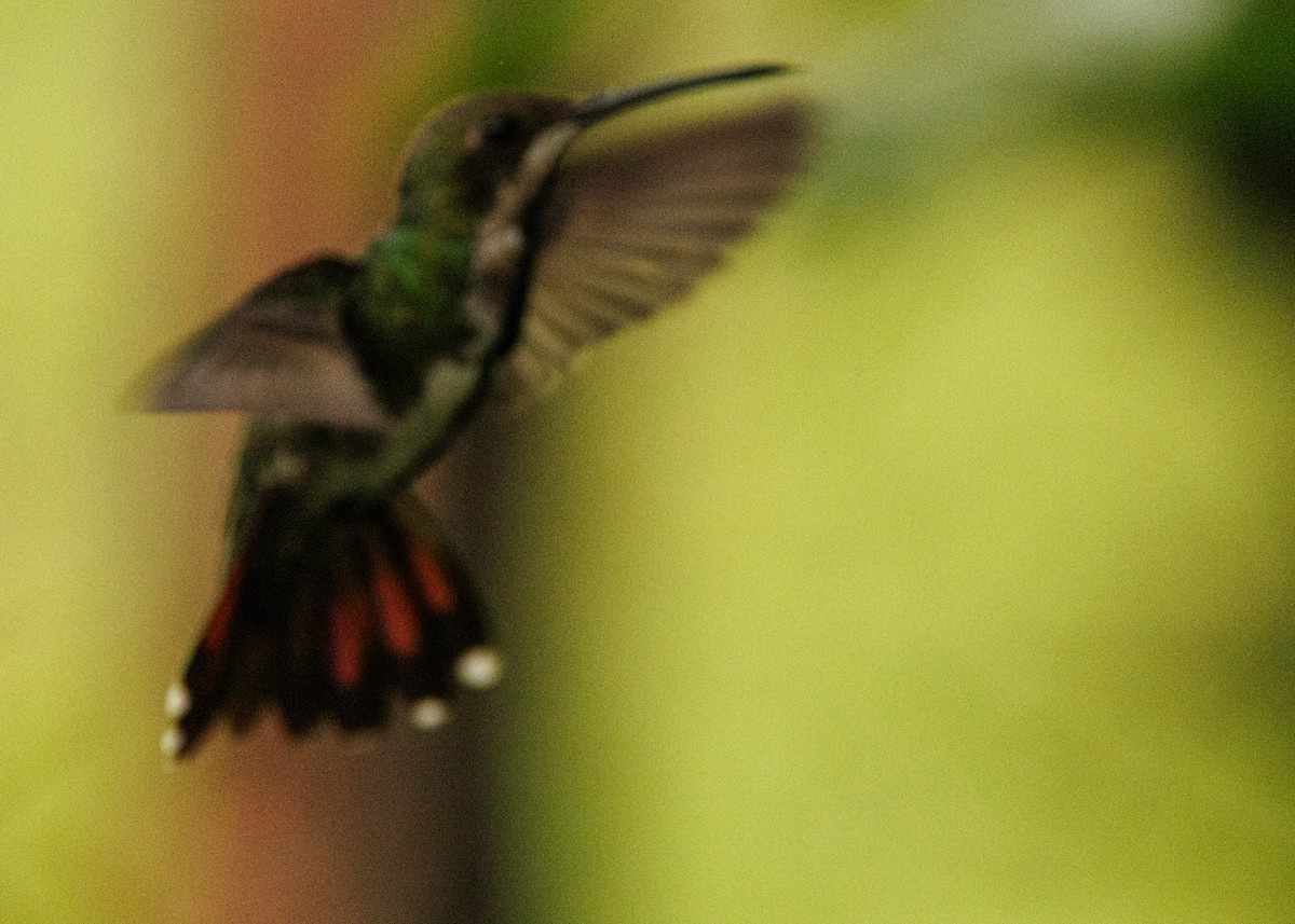 Black-throated Mango - Silvia Faustino Linhares