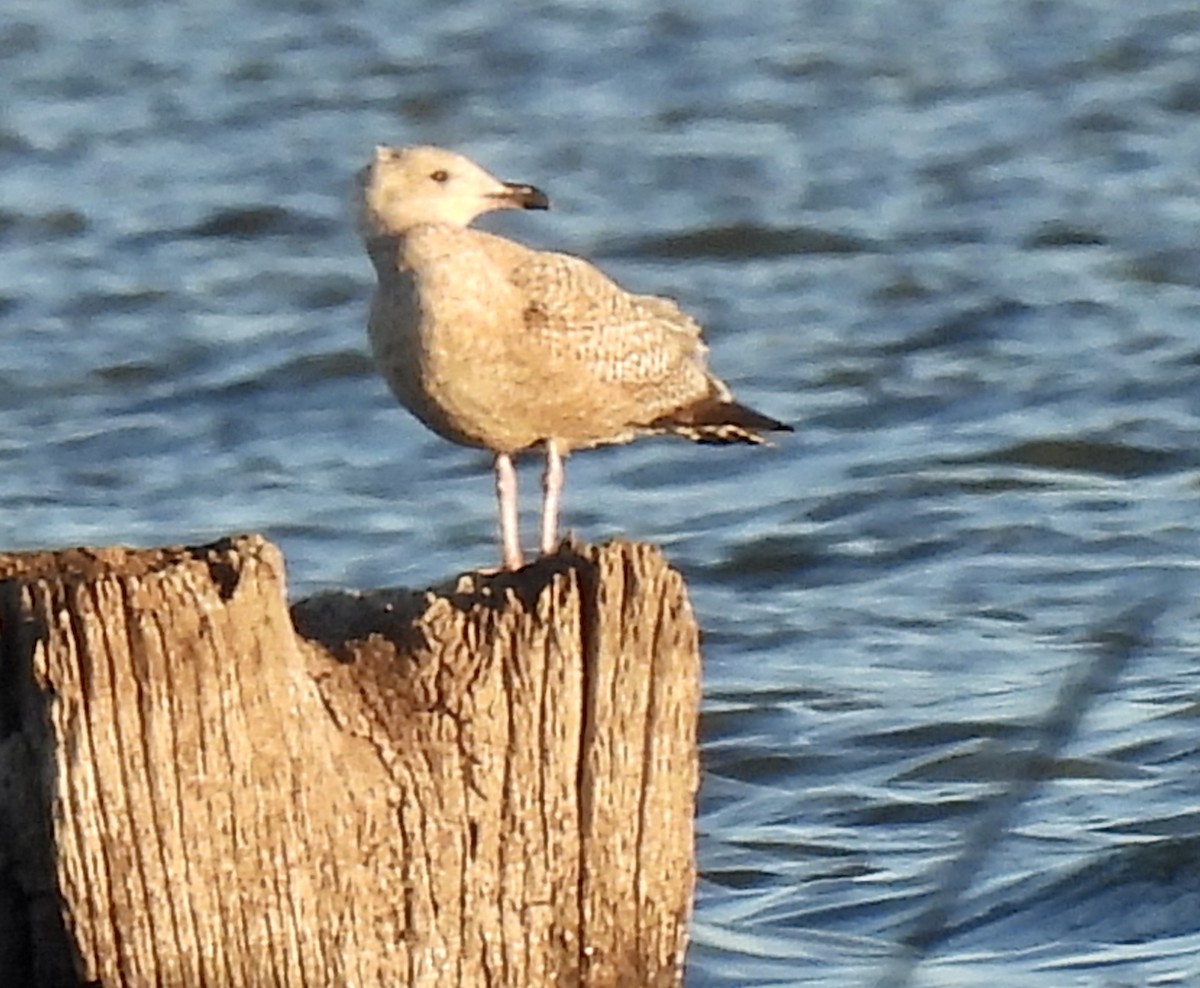 Herring Gull - Christopher Daniels