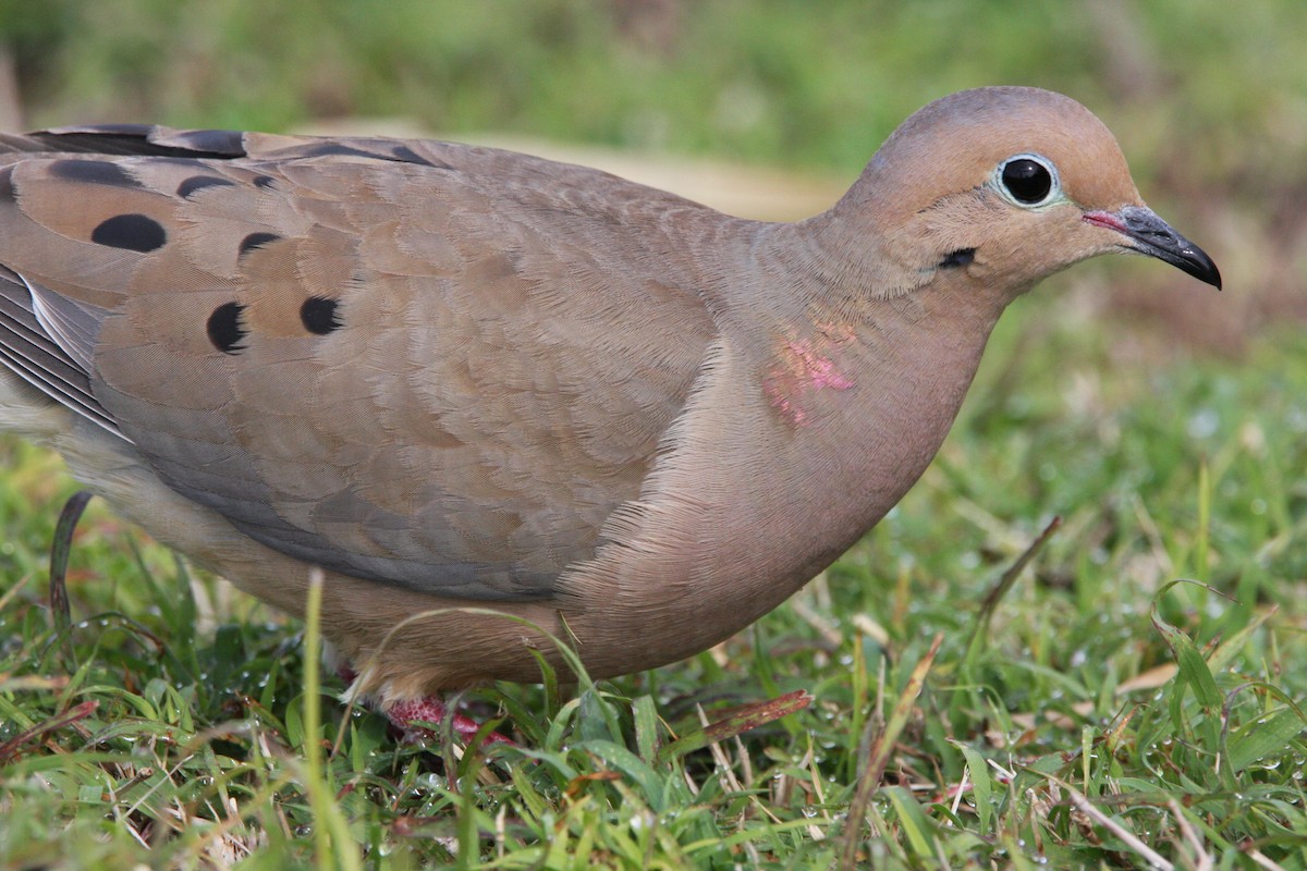 Mourning Dove - ML615302514