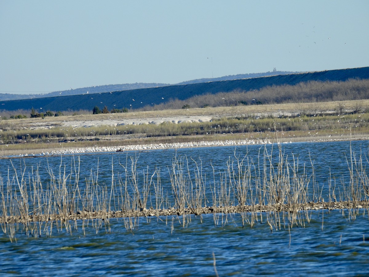 American White Pelican - ML615302516