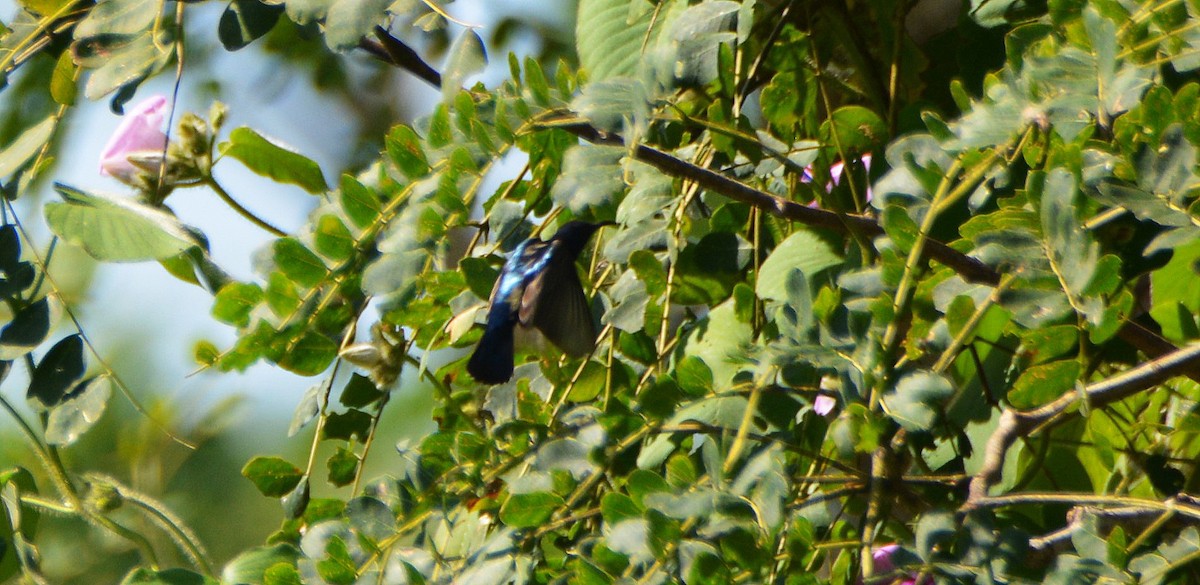 Purple Sunbird - Álvaro García Martín