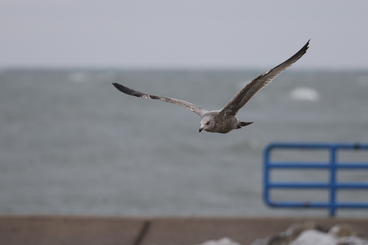 Gaviota Argéntea - ML615302551