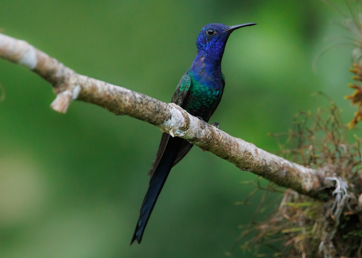 Swallow-tailed Hummingbird - Silvia Faustino Linhares