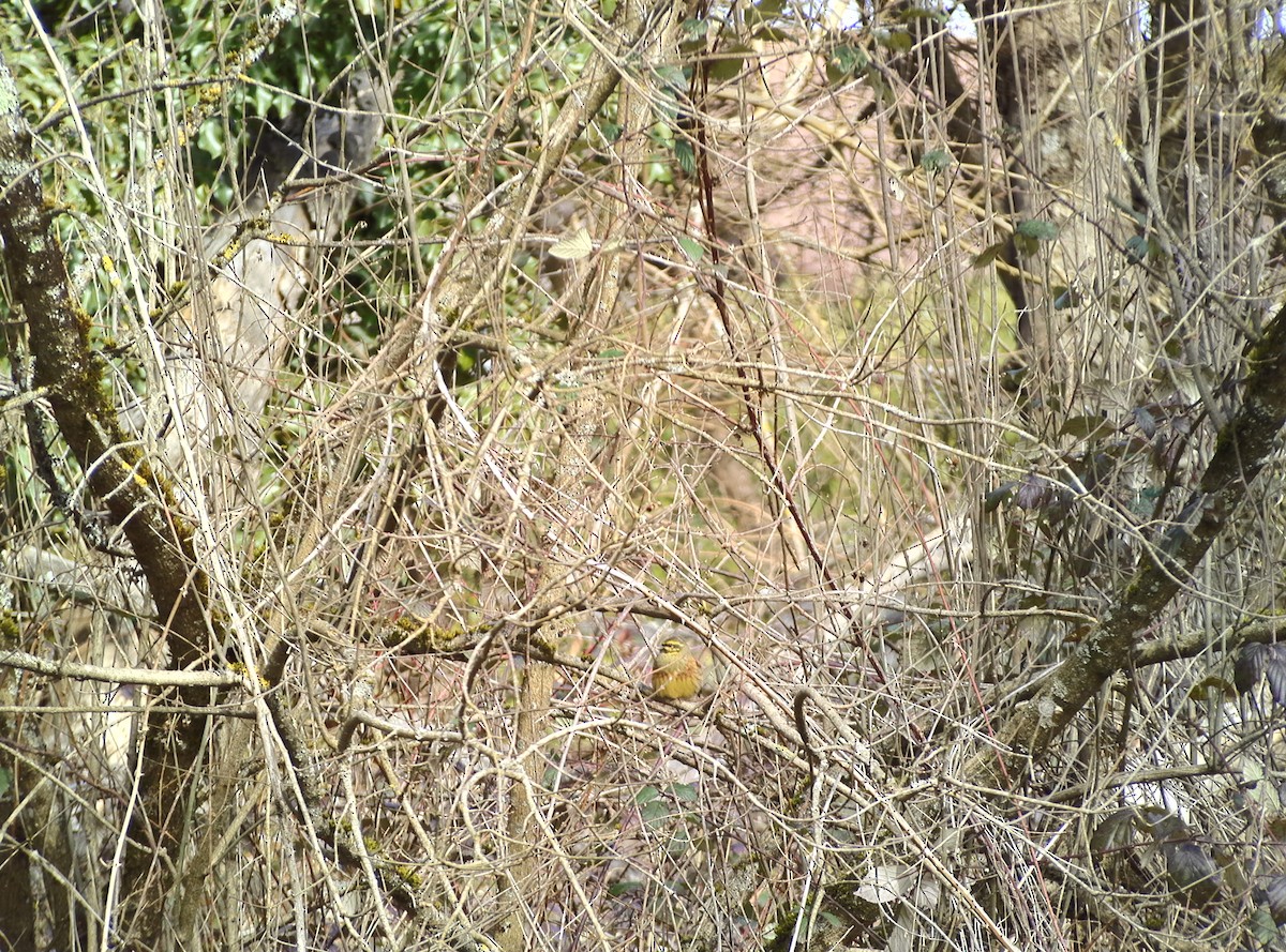 Cirl Bunting - Casella Sylvie