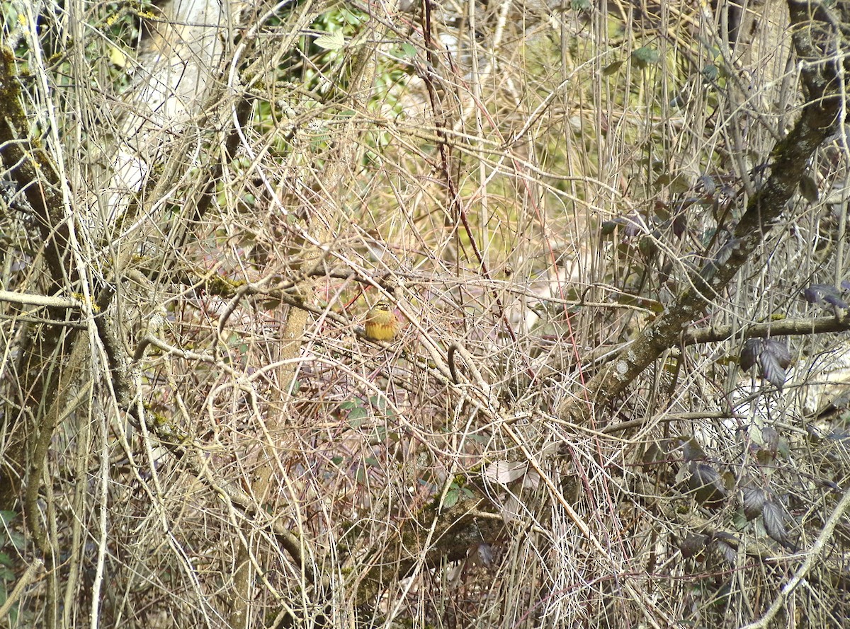 Cirl Bunting - Casella Sylvie