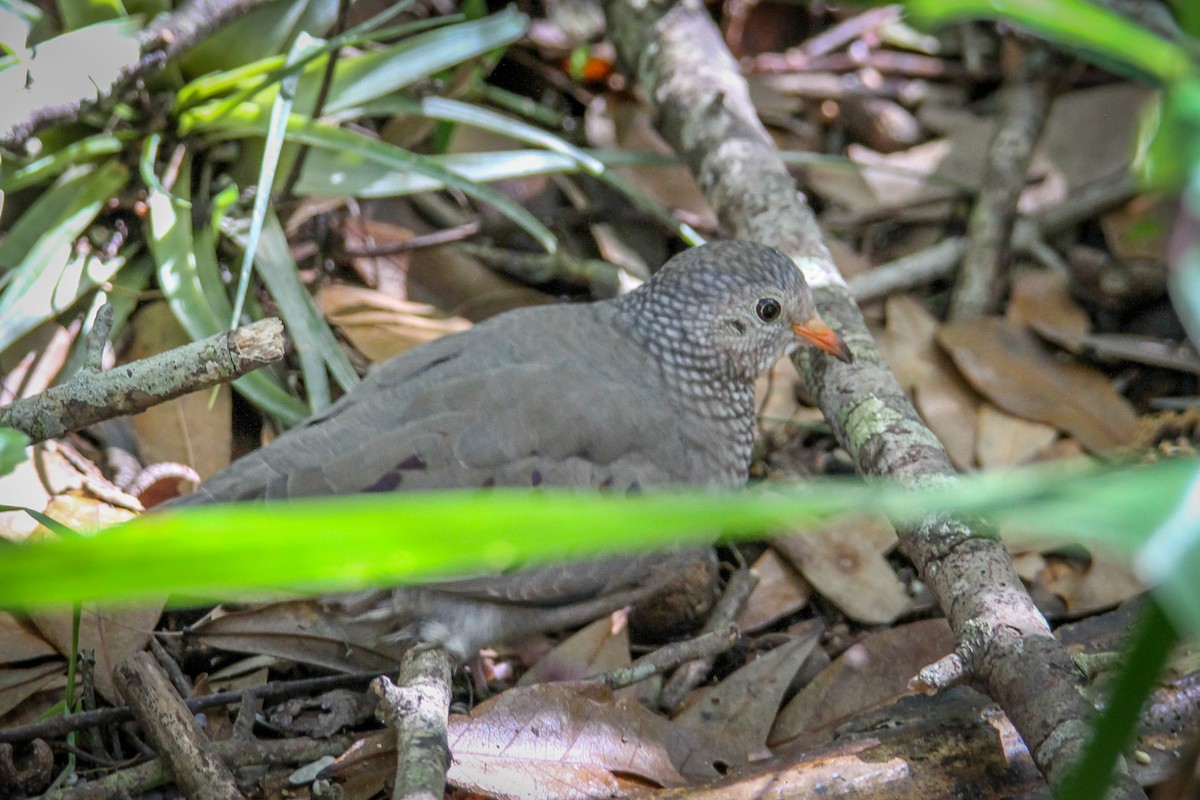 Common Ground Dove - ML615302736