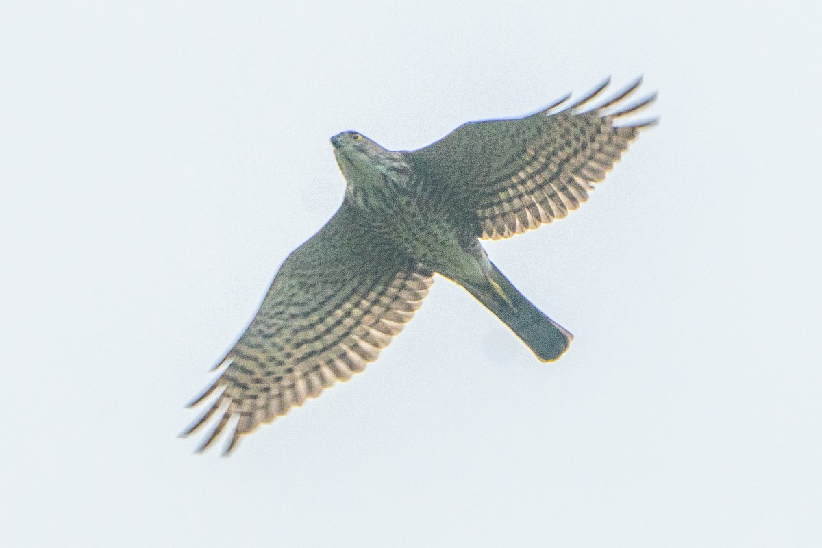 Japanese Sparrowhawk - ML615302778