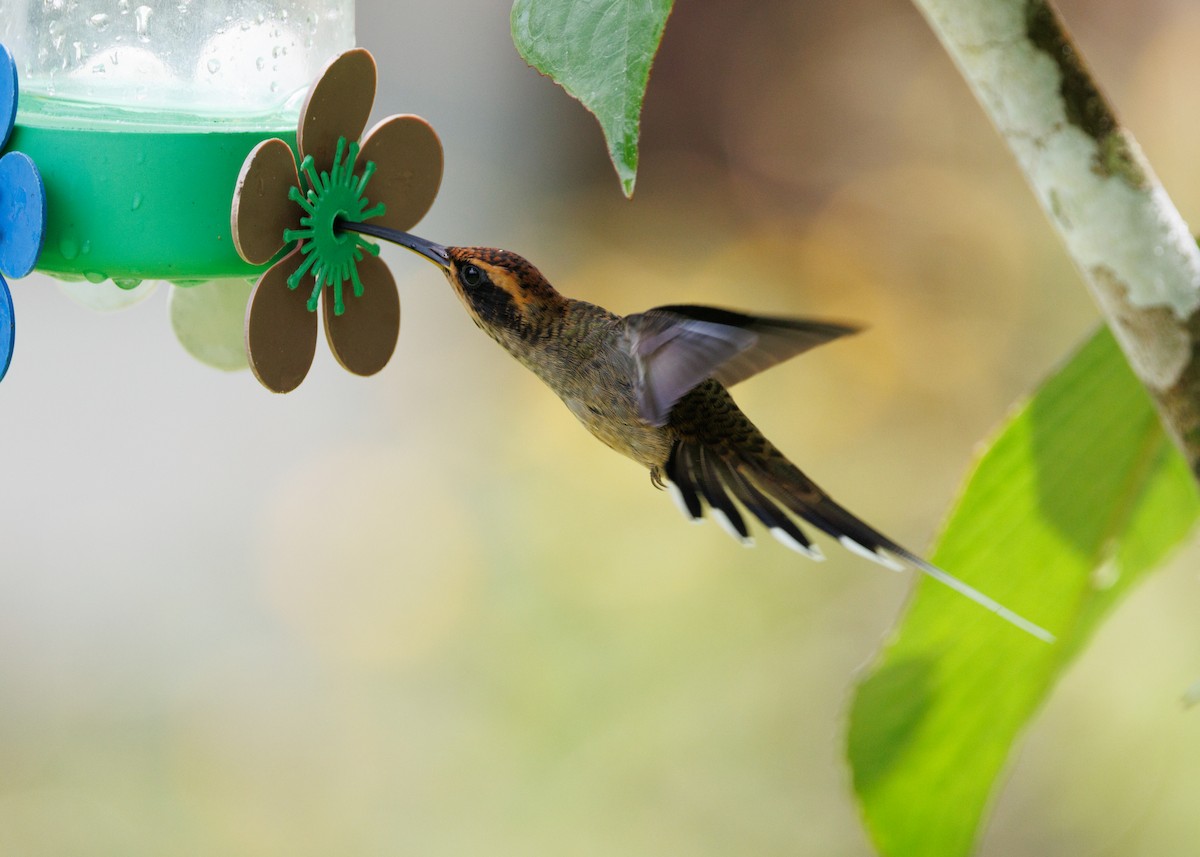 Scale-throated Hermit - ML615302815