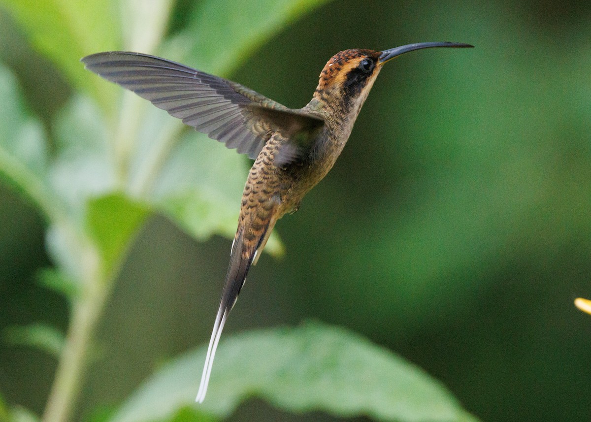 Scale-throated Hermit - Silvia Faustino Linhares