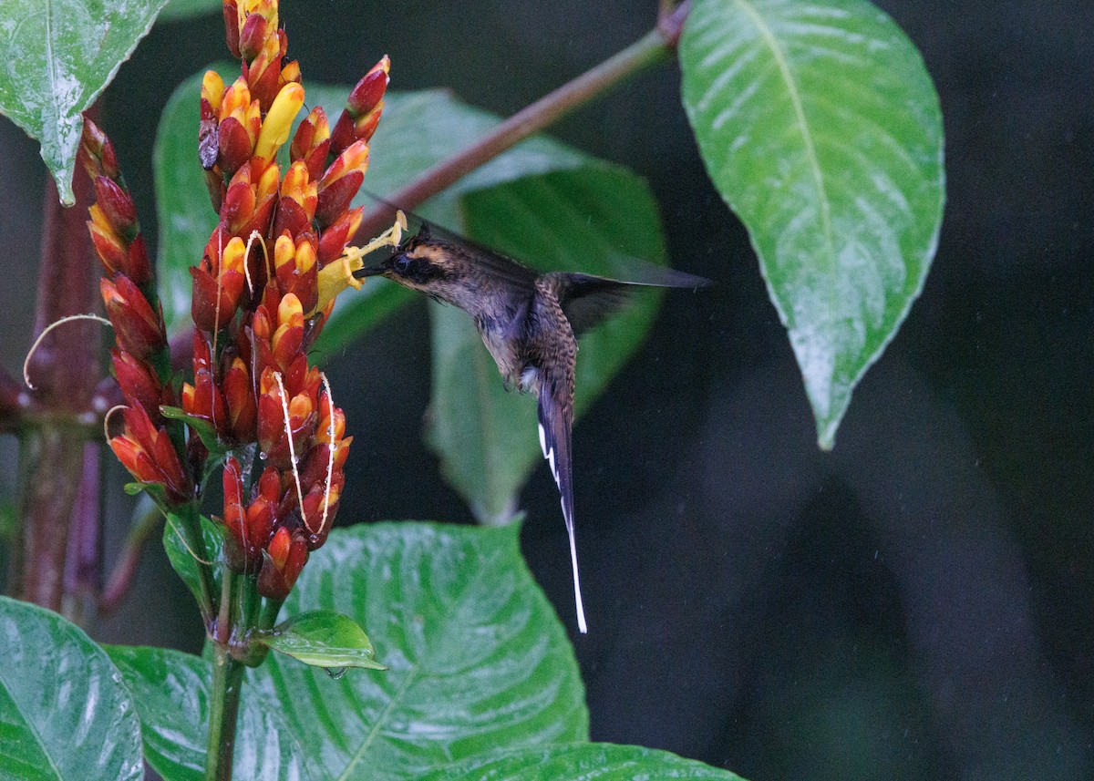 Scale-throated Hermit - Silvia Faustino Linhares