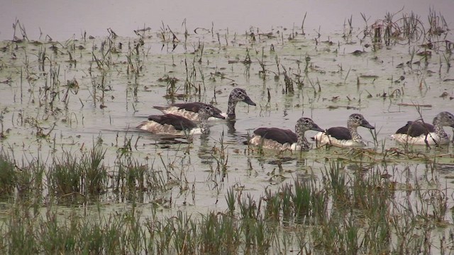 Knob-billed Duck - ML615302857