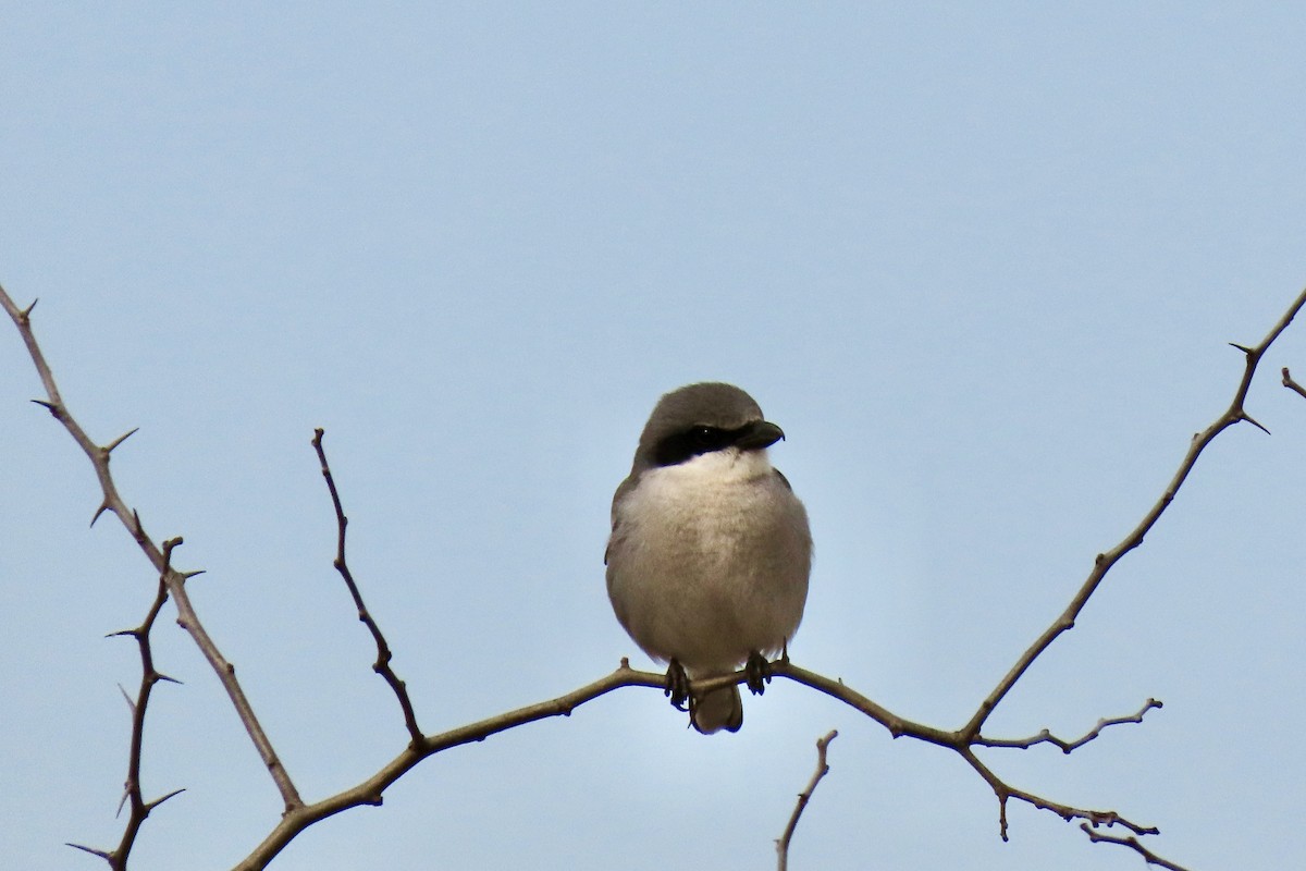 Loggerhead Shrike - ML615302878