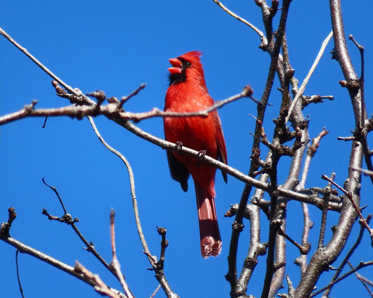 Northern Cardinal - ML615302891