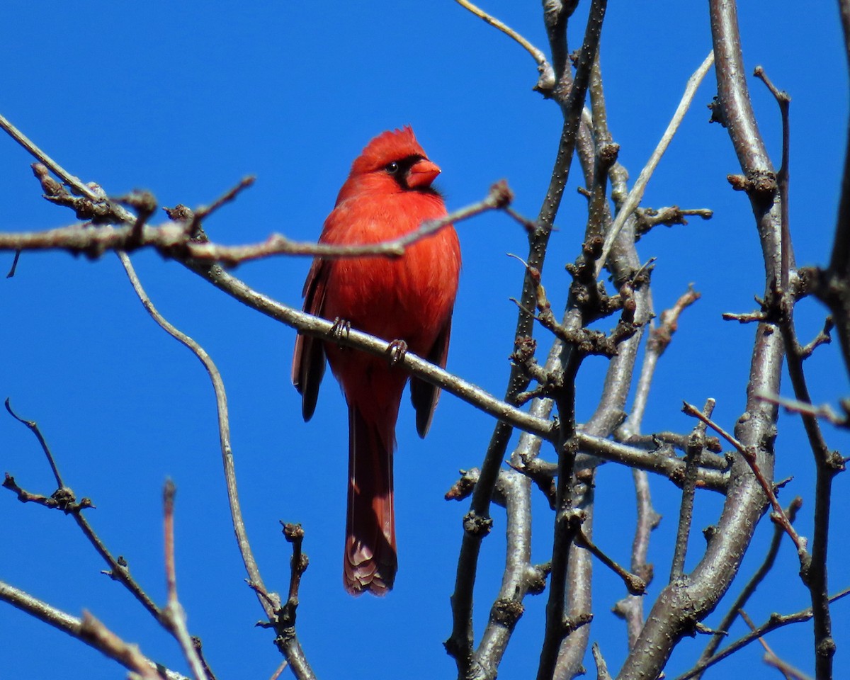 Northern Cardinal - ML615302892