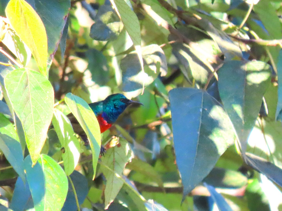 Northern Double-collared Sunbird - ML615302937