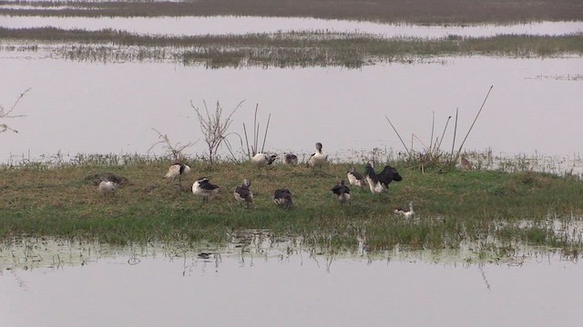 Knob-billed Duck - ML615303008