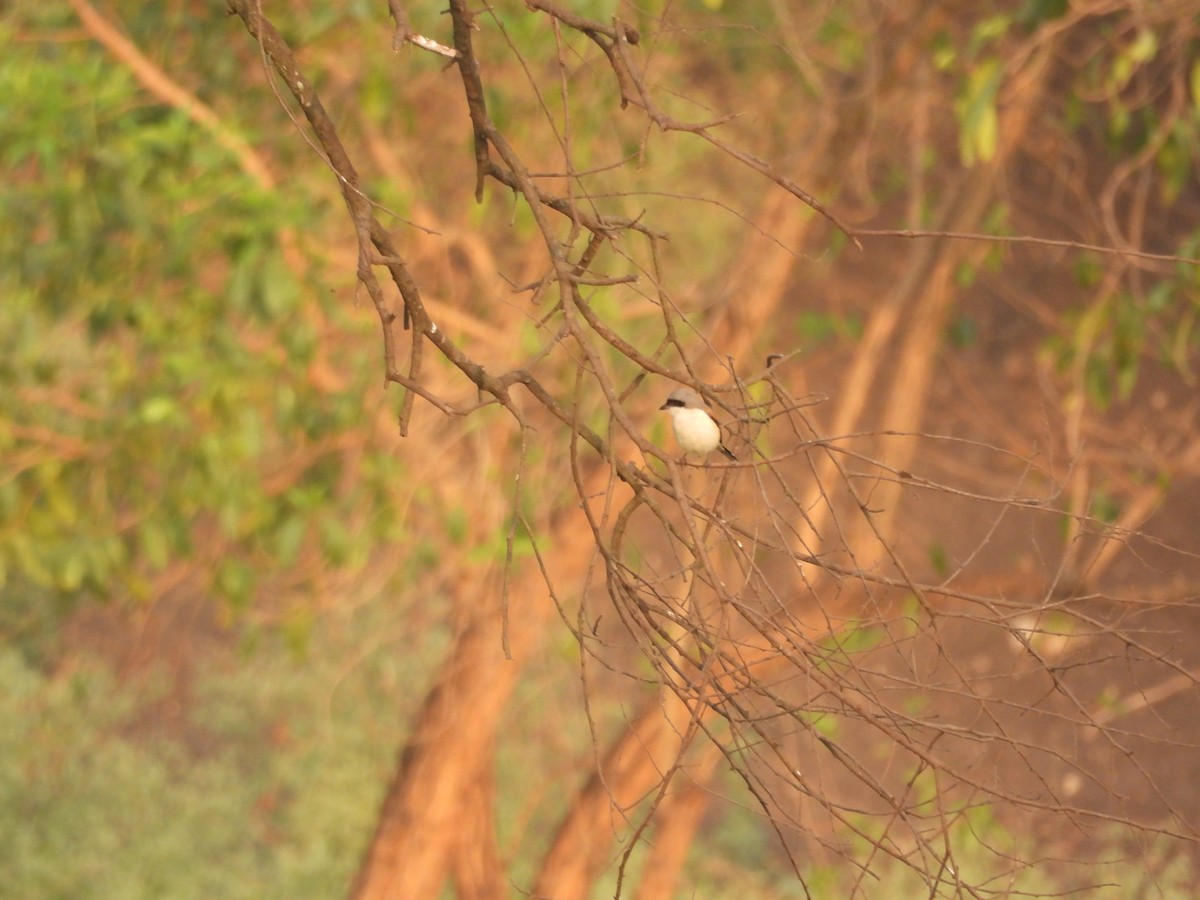 Bay-backed Shrike - ML615303047