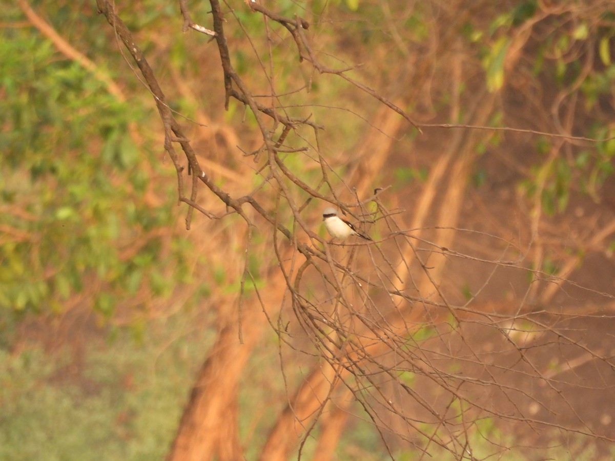 Bay-backed Shrike - ML615303052