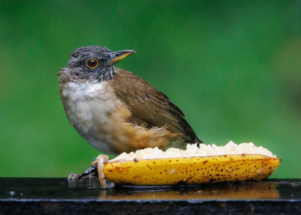 White-necked Thrush - ML615303069