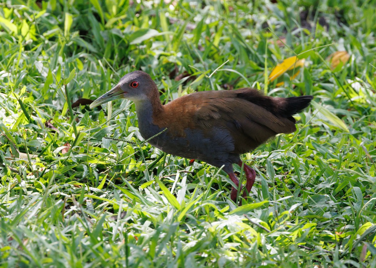 Slaty-breasted Wood-Rail - ML615303084