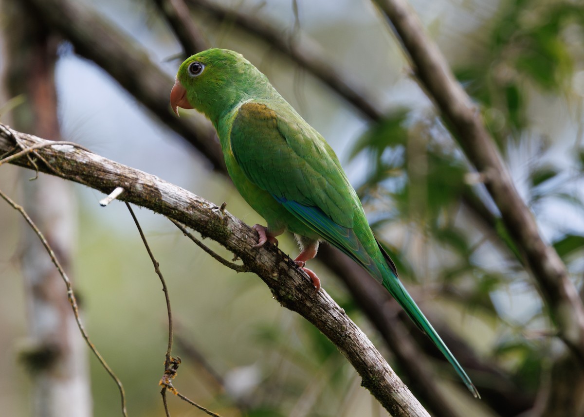 Plain Parakeet - Silvia Faustino Linhares