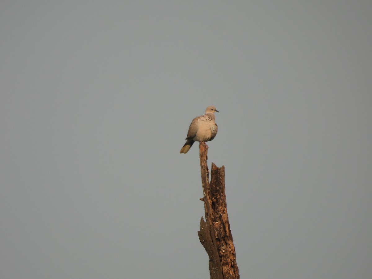 Eurasian Collared-Dove - ML615303130