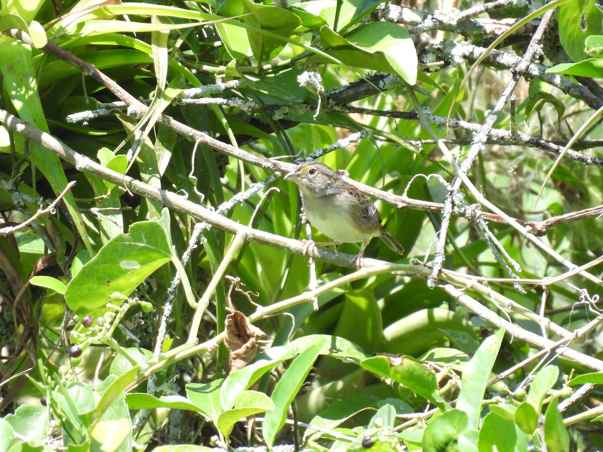 Grassland Sparrow - ML615303151
