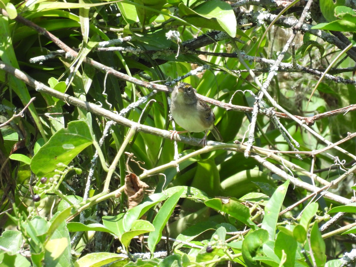 Grassland Sparrow - ML615303155