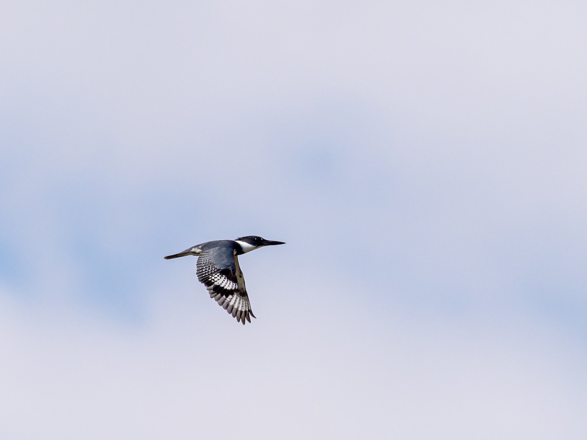 Belted Kingfisher - ML615303217