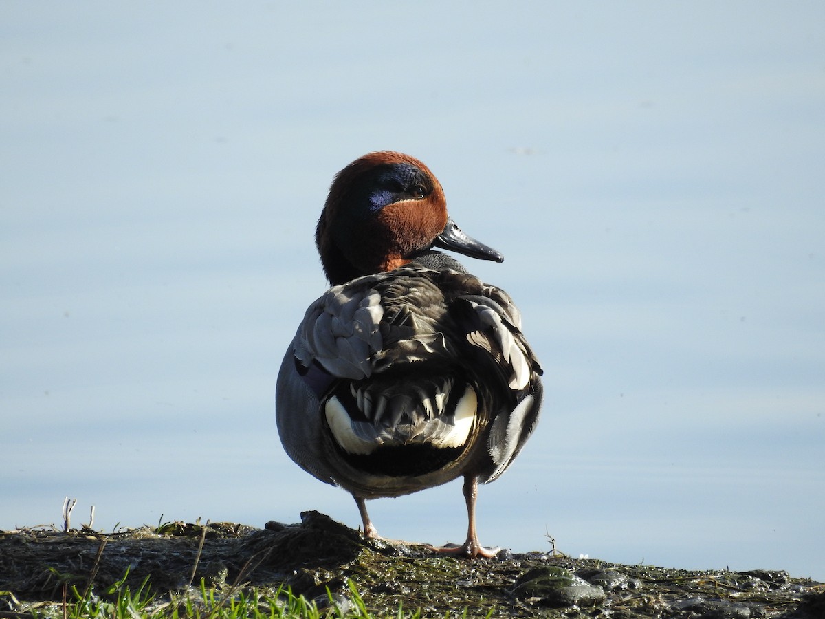 Green-winged Teal - ML615303263
