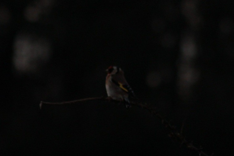 European Goldfinch - Charlie Lyons