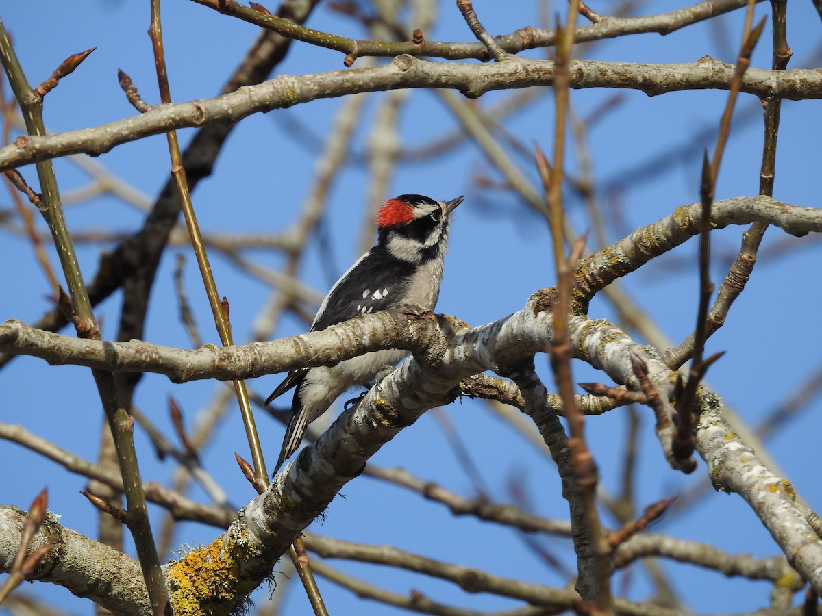 Downy Woodpecker - ML615303292